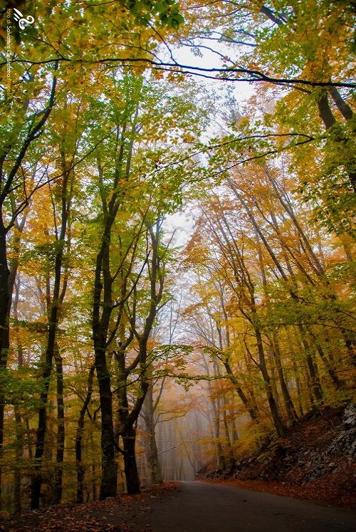 faito tree lined road